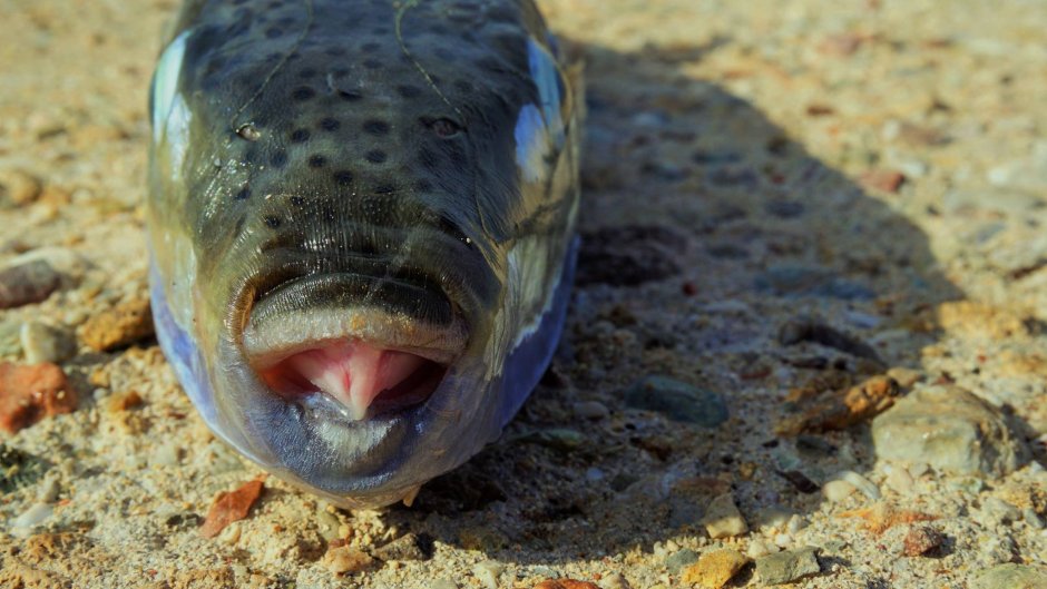 Хищные рыбы Турции