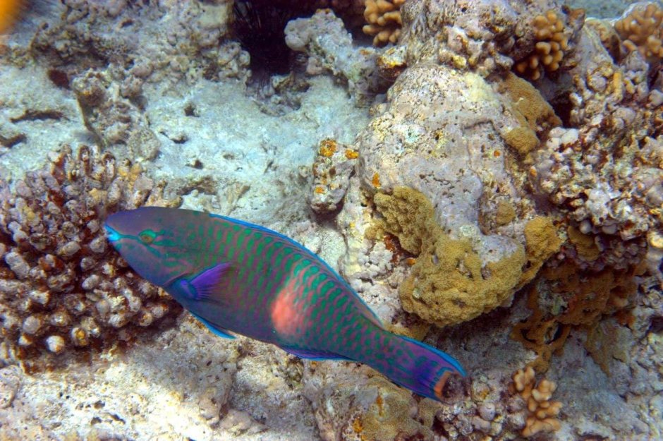 Опасные рыбы красного моря