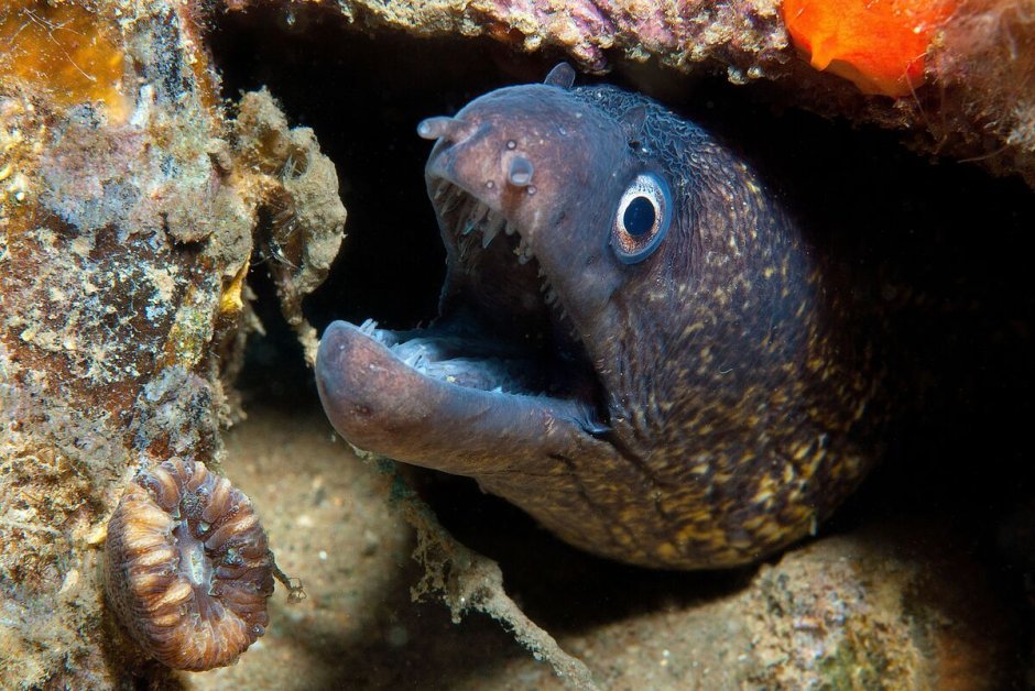 Мурена рыба ядовитая нападения на человека