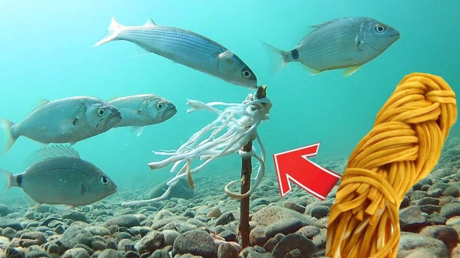 Мелкая рыбка в черном море