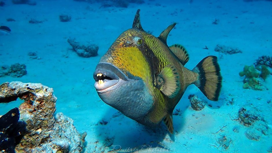 Рыба Королевский спинорог