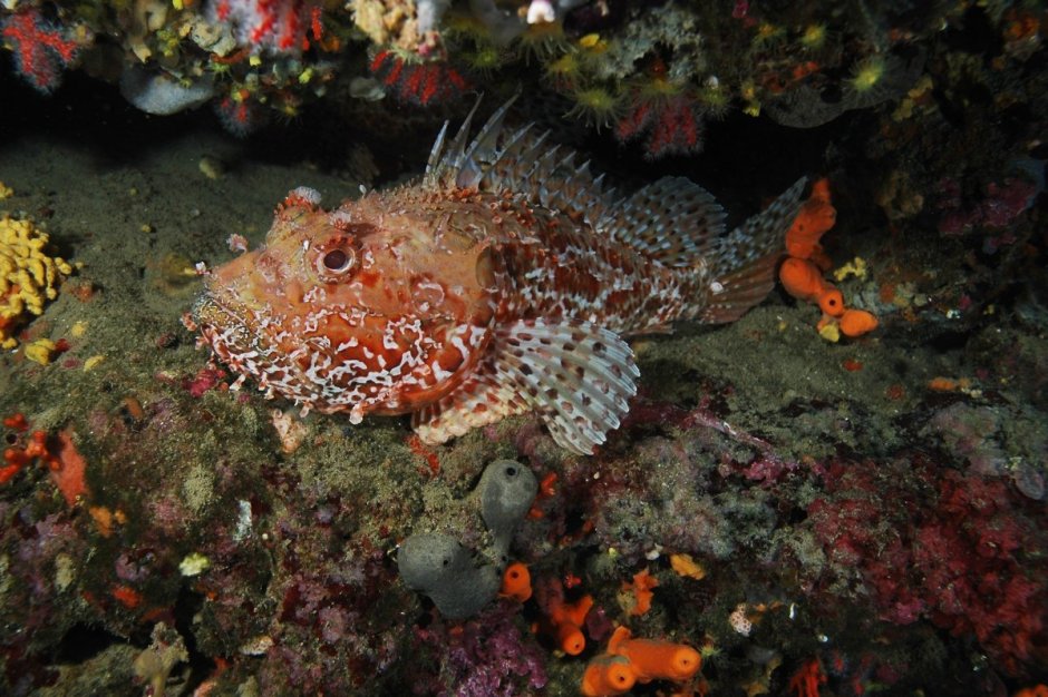 Морской Ерш скорпена черное море