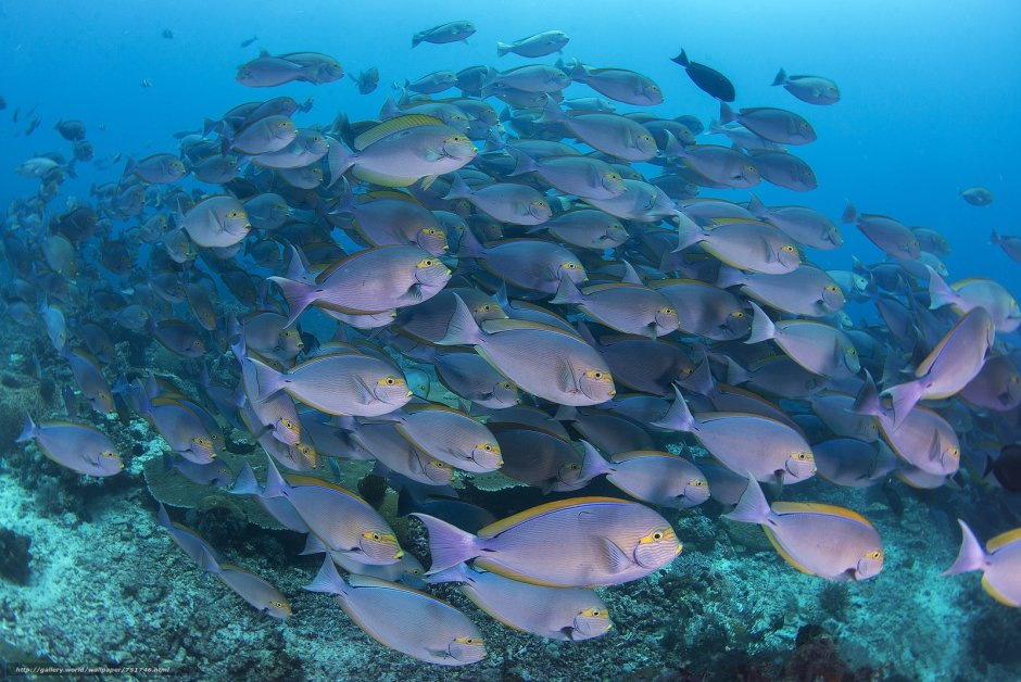 Рыбки в Эгейском море