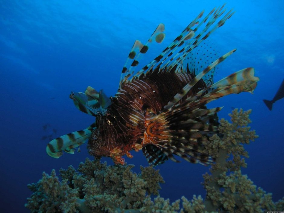 Рыба крылатка Египет