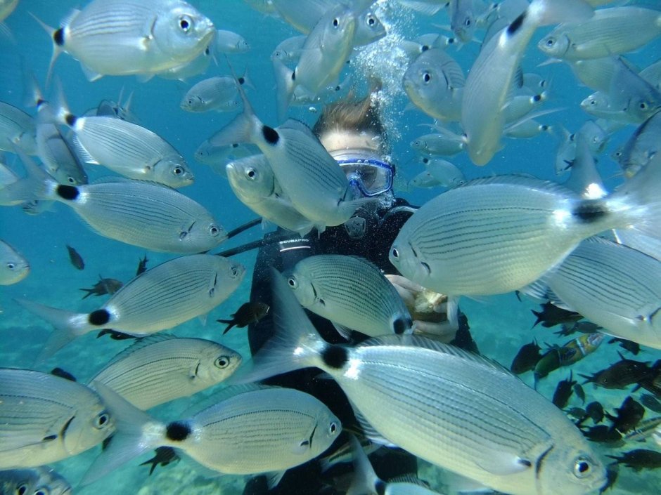 Рыбы Эгейского моря Турция