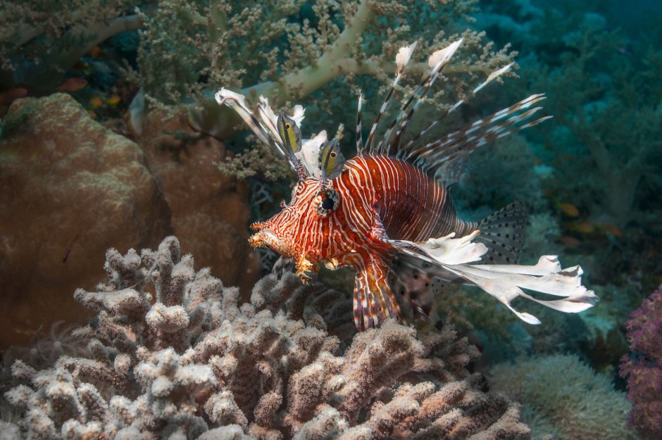 Рыба крылатка Египет