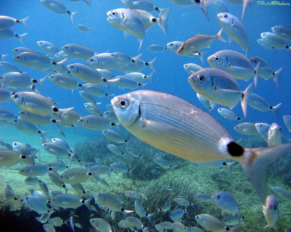 Рыбы Средиземного моря Турции Белек