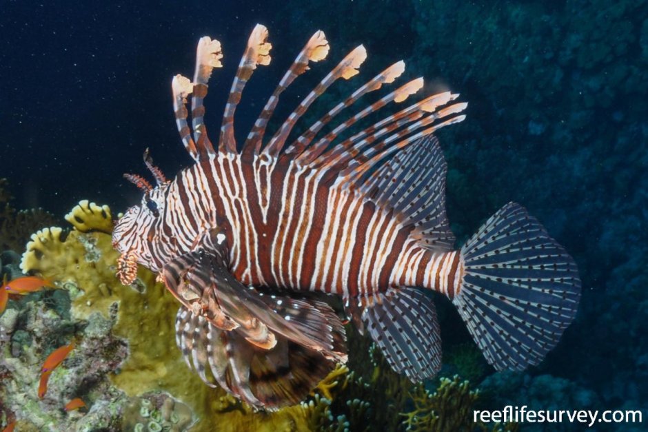 Крылатка рыба Мальдивы