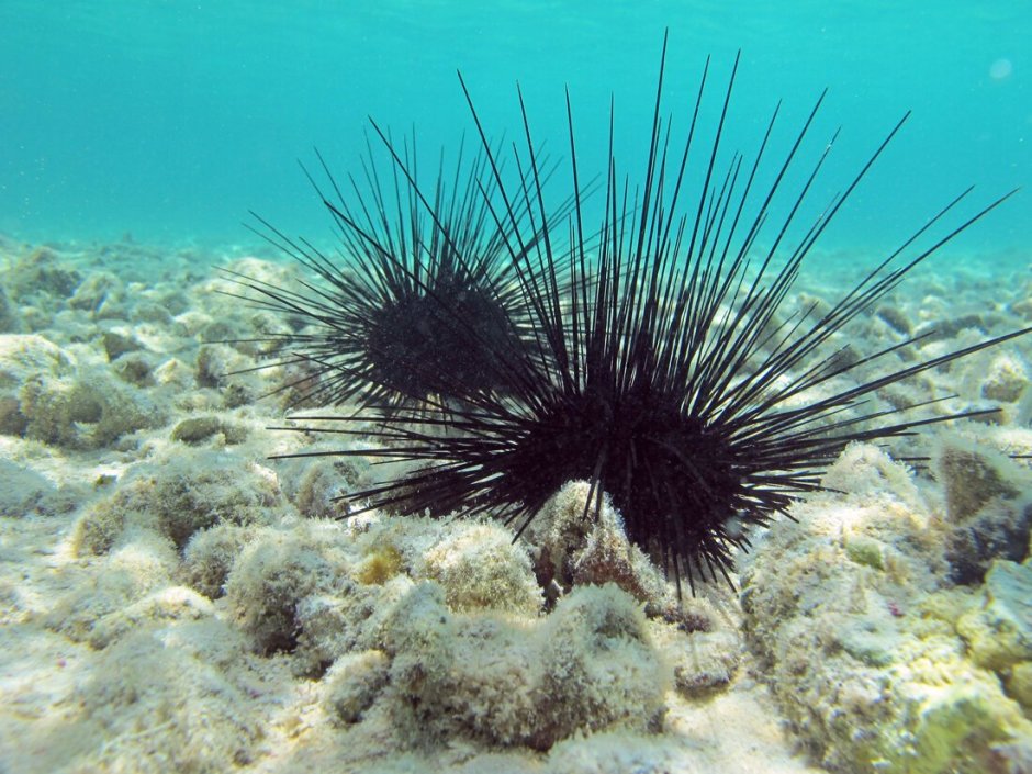Многоиглый морской еж