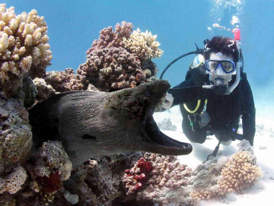 Мурена рыба Египет