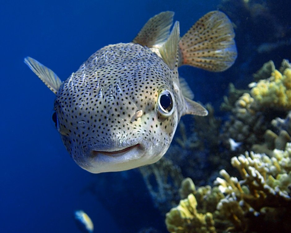 Карибский иглобрюх