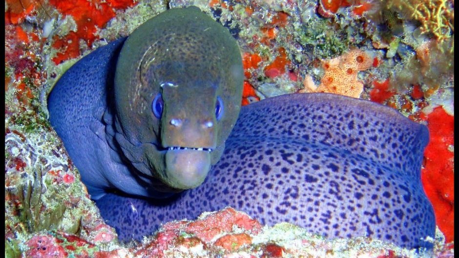 Рыбы красного моря мурена