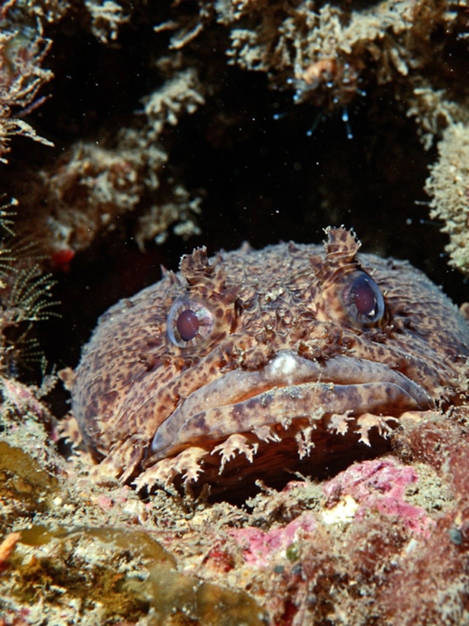 Опасные рыбы океана