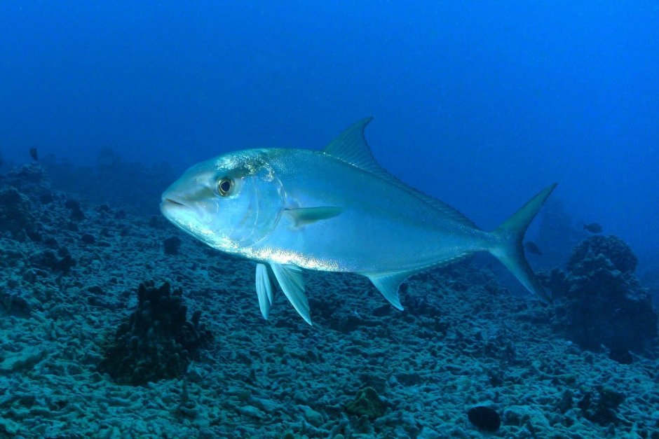 Амберджек рыба