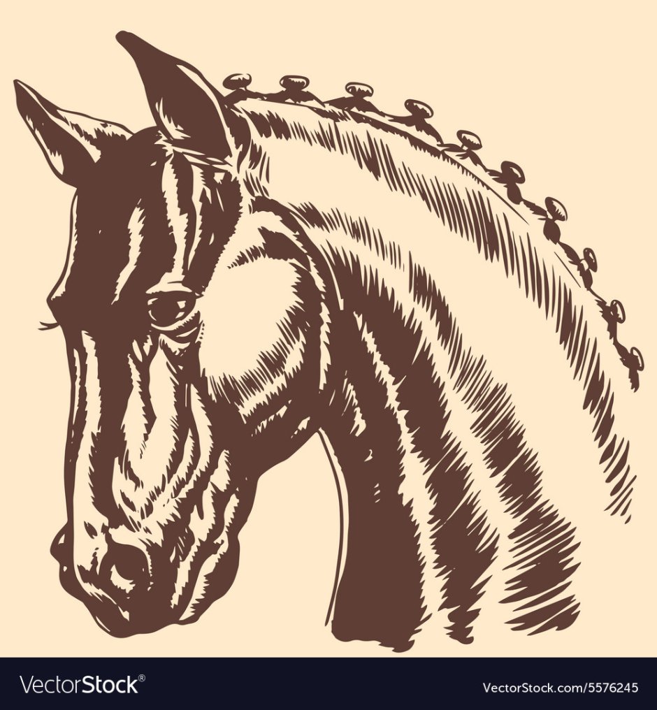 Профиль лошади Графика