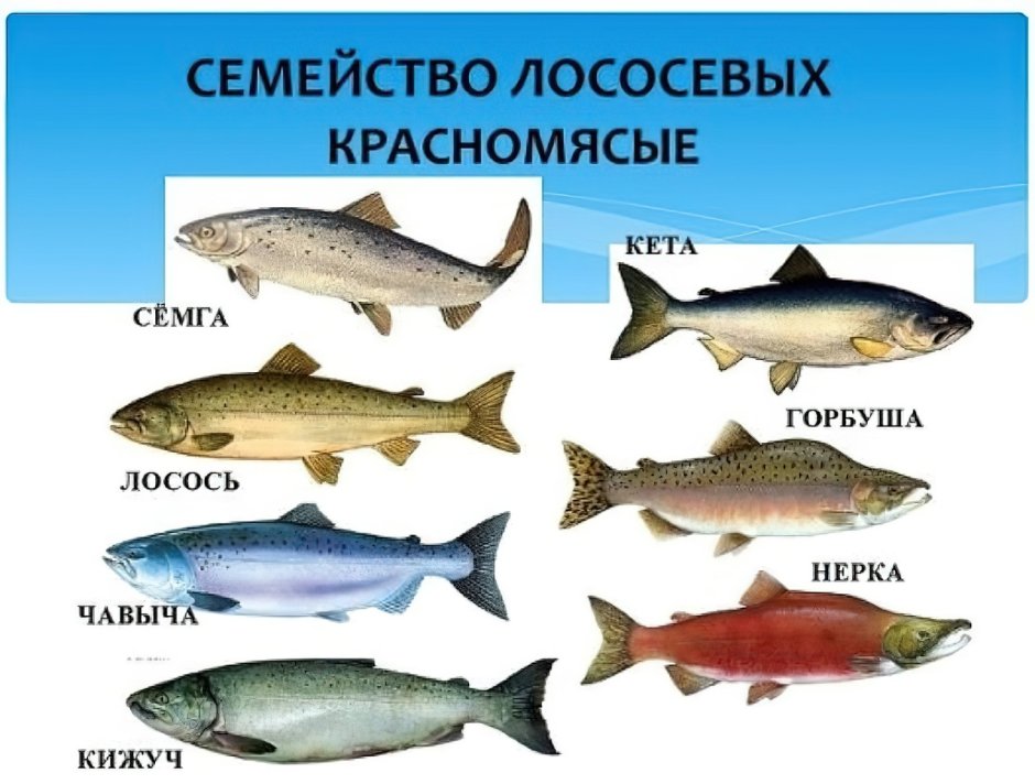 Рыбы семейства лососевых названия