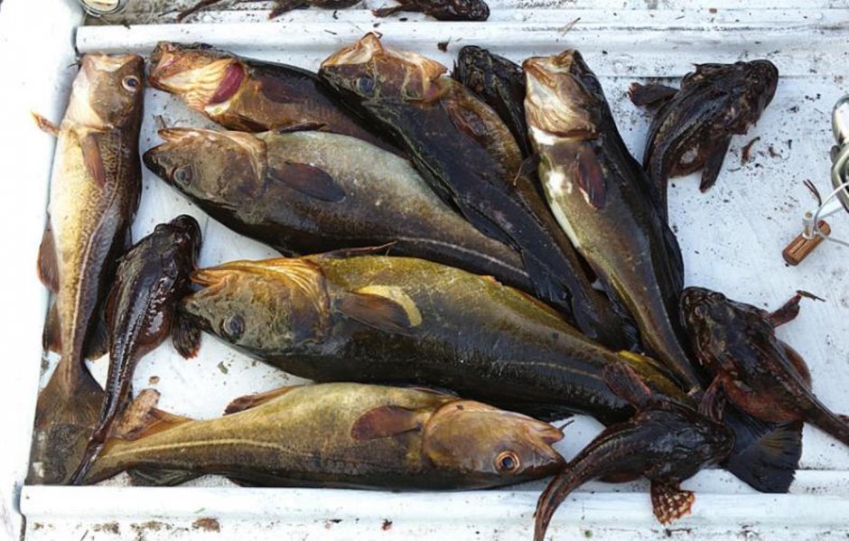 Треска беломорка