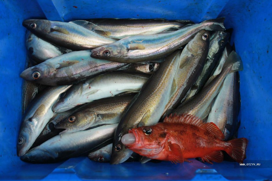 Промысловые рыбы бранцово моря