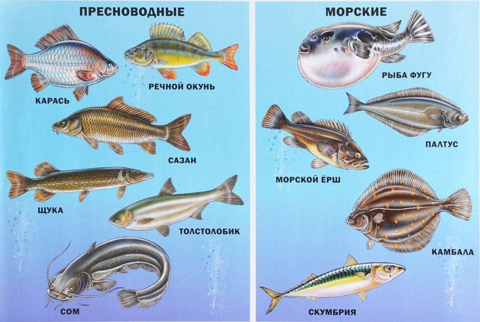Рыбы Пресноводные и морские для детей
