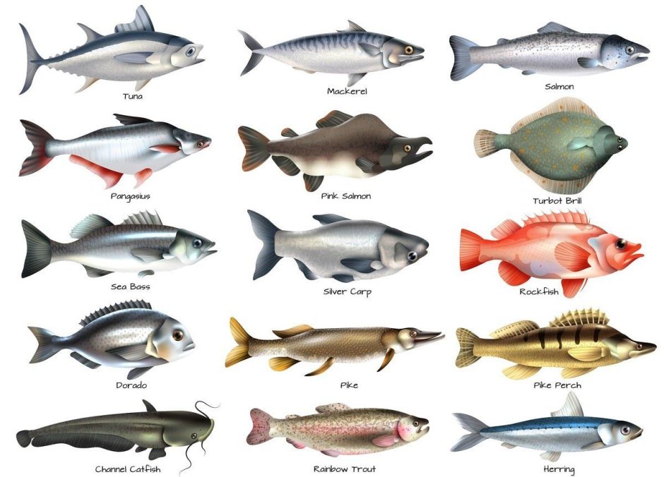 Рыба белая морская названия