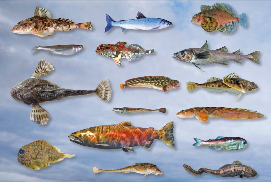 Рыбы Северного Ледовитого океана