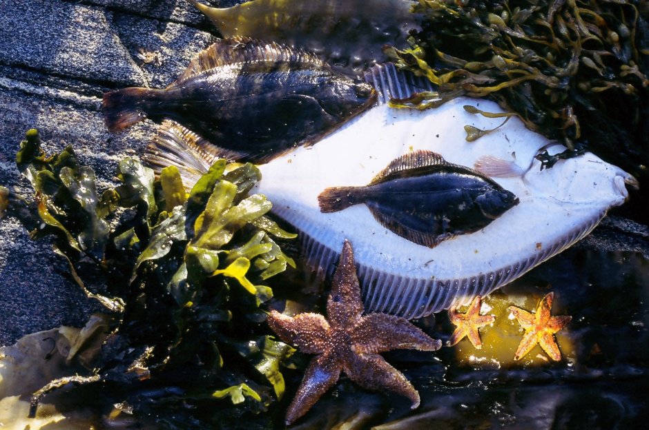 Рыба Пинагор Дерюгина