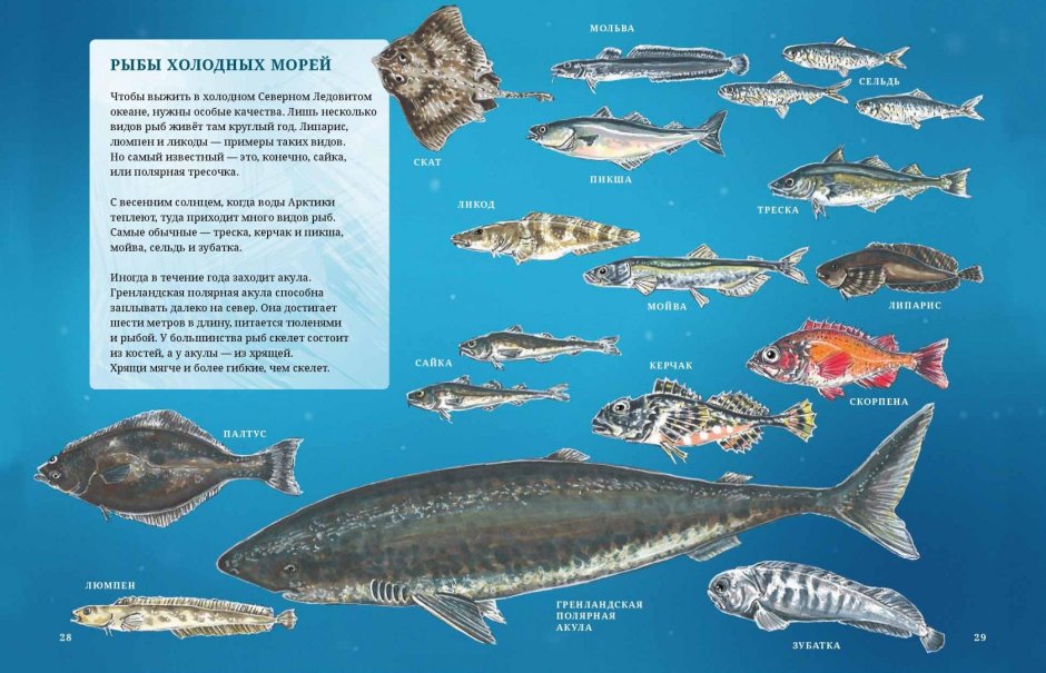 Лина реншлебротен под арктическим льдом
