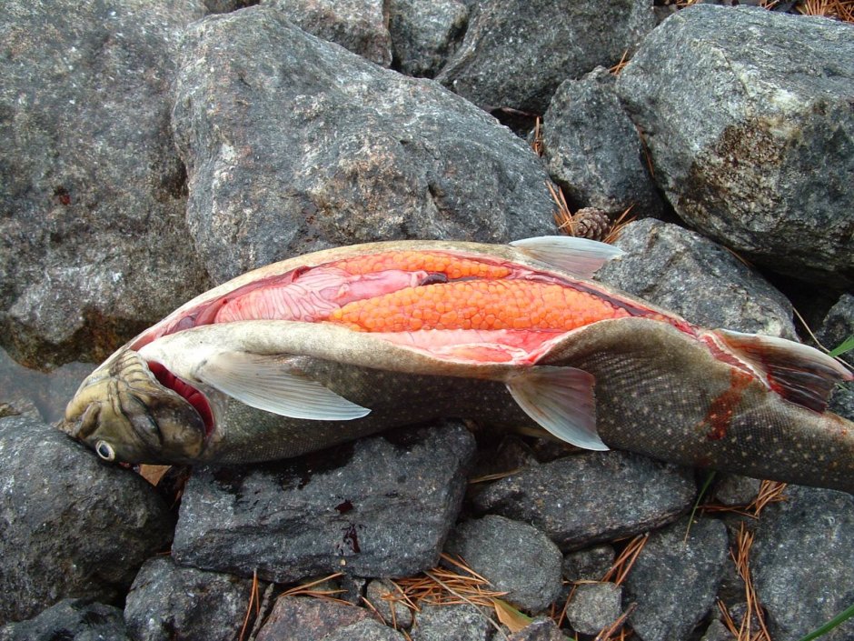 Рыба живущая в белом море