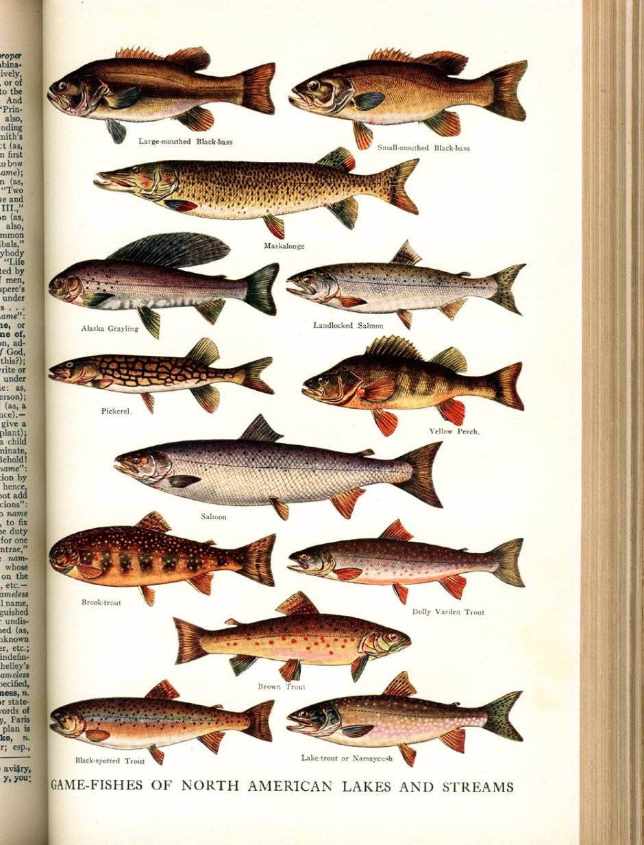 Название рыб