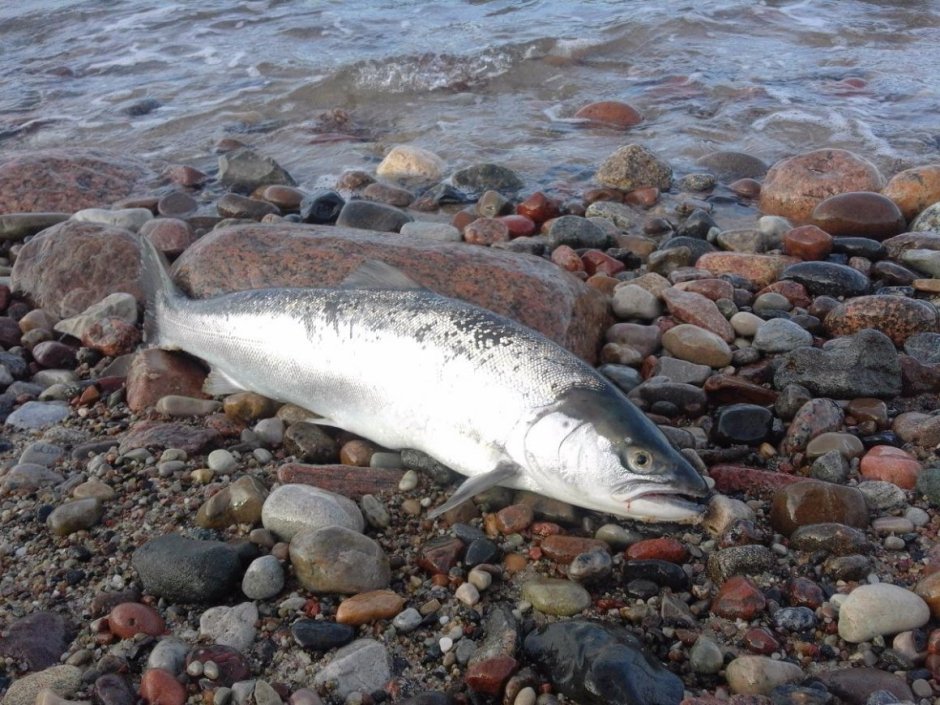 Кумжа Балтийская и лосось