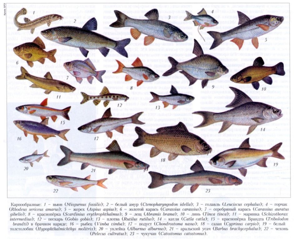 Отряд Карпообразные рыбы