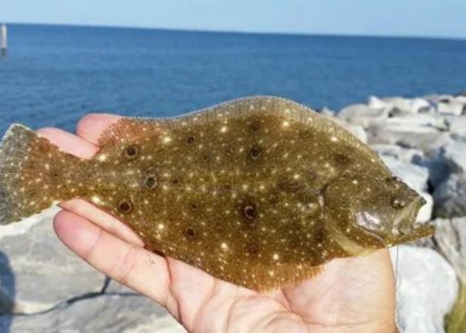 Камбала тюрбо