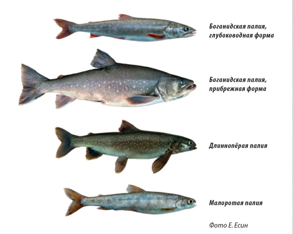 Рыбы Арктики