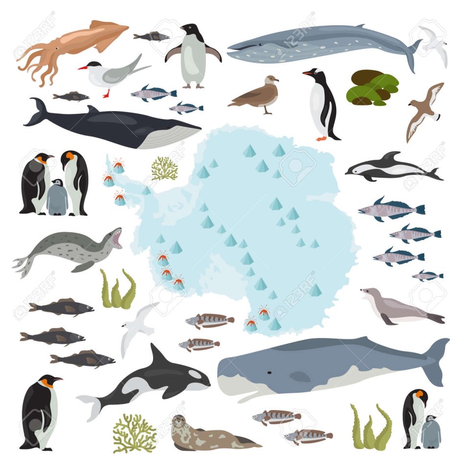 Фауна Антарктиды карта