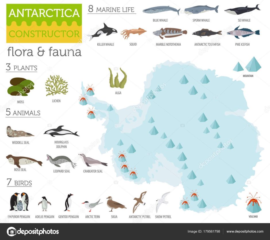 Флора и фауна Антарктики