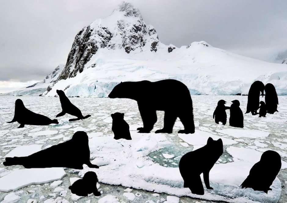 Тени животных севера