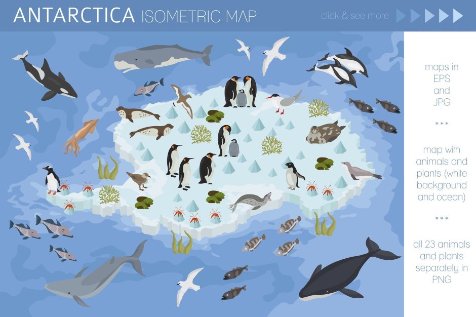 Антарктида животный мир и растительный мир
