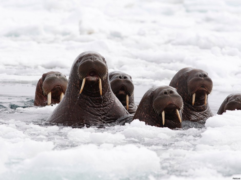 Морж Северного Ледовитого океана