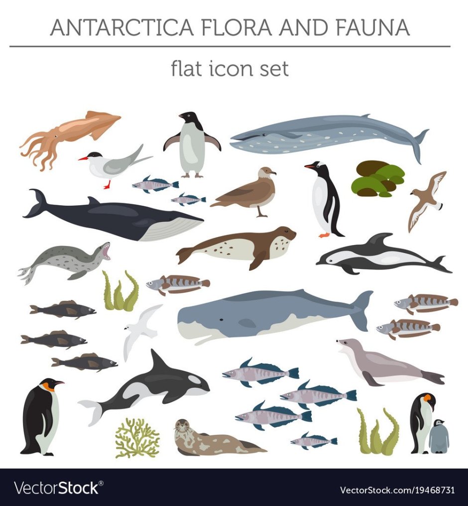 Флора и фауна Антарктики