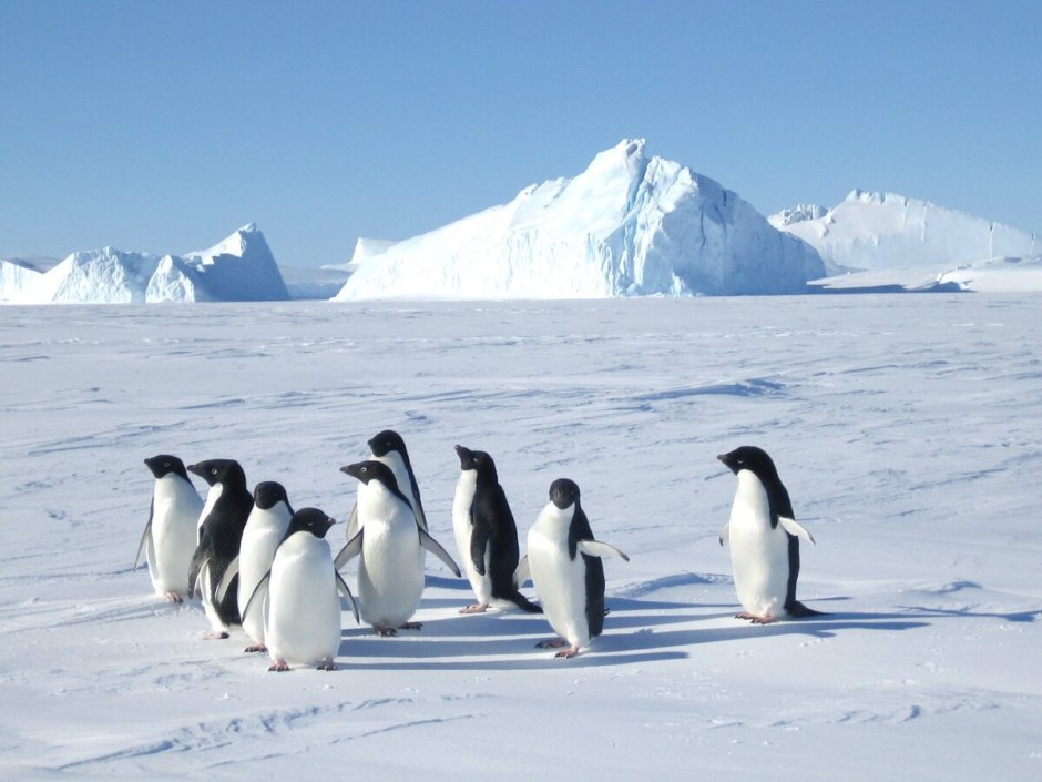 Животный мир Антарктиды