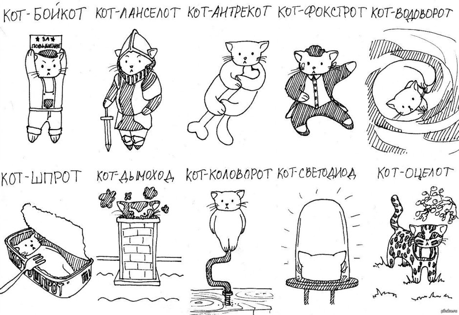 Котик синоптик