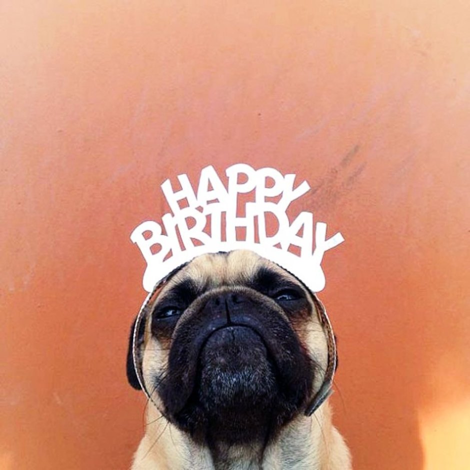 Мопс с днем рождения