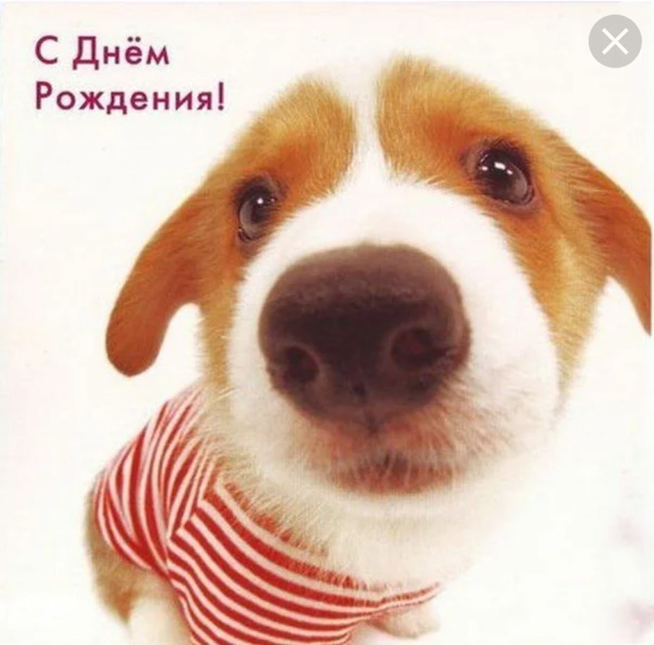 Открытки с днём рождения с собаками