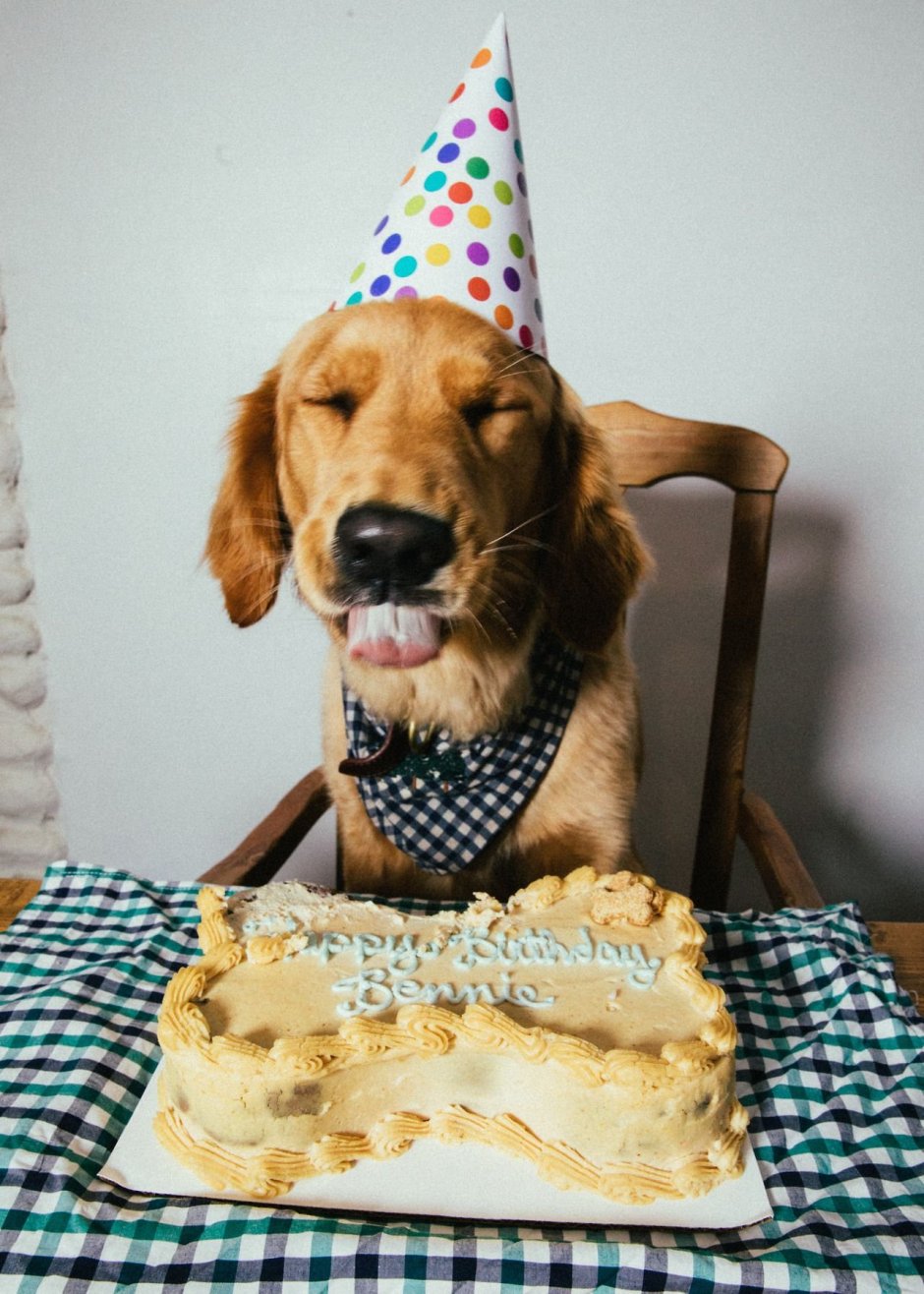 День рождения собаки