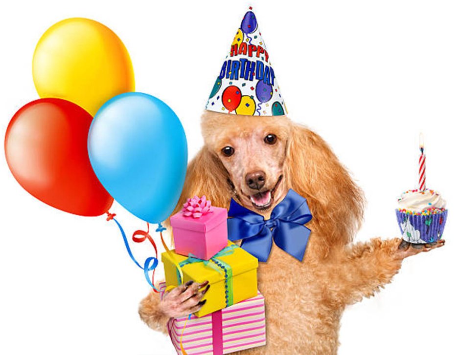 С днем рождения пудель