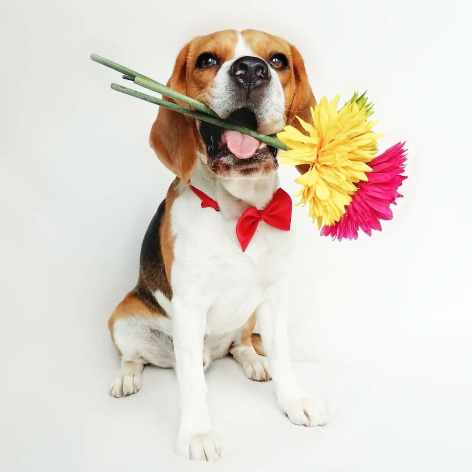 Открытка с биглем с днем рождения