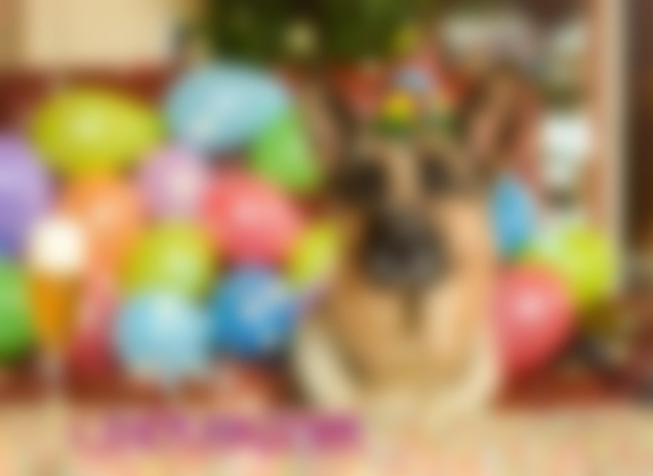 С днём рождения собачки