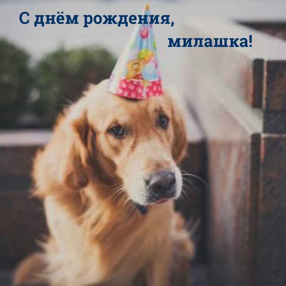 Собака в праздничном колпаке