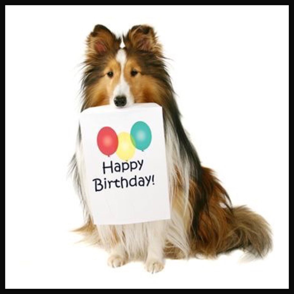 С днем рождения колли