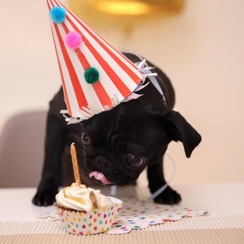 Мопс с днем рождения